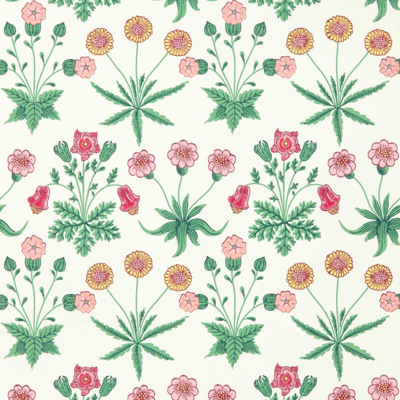 Daisy Strawberry Fields