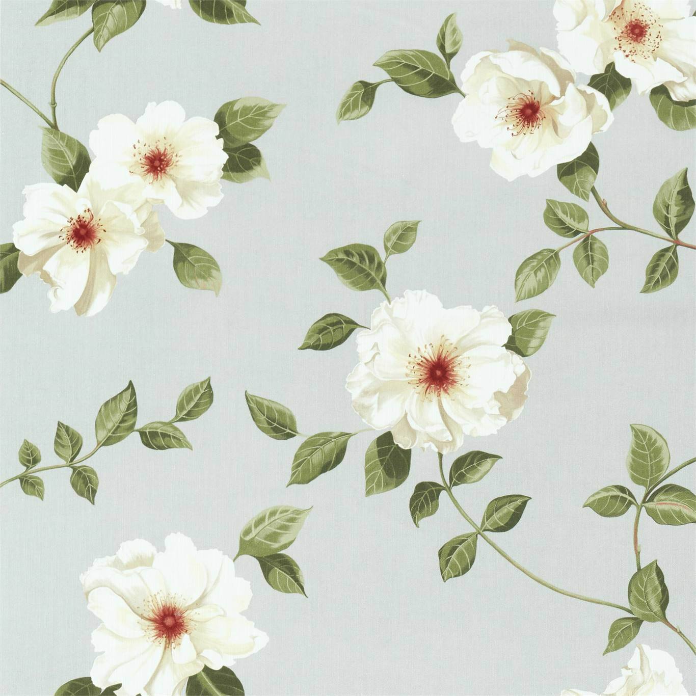 Poet`s Rose Scotch Grey
